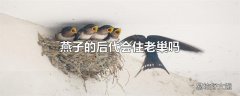 燕子的后代会住老巢吗