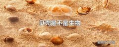 贝壳是不是生物