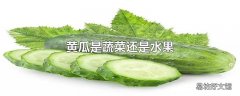 黄瓜是蔬菜还是水果