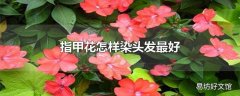 指甲花怎样染头发最好