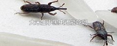 大米生小黑虫还能吃吗