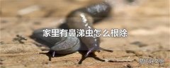 家里有鼻涕虫怎么根除