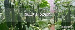 黄瓜为什么发苦