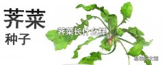 荠菜长什么样