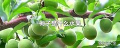 梅子是什么水果