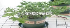 什么植物驱蚊子最有效