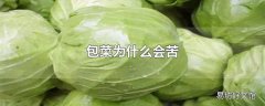 包菜为什么会苦