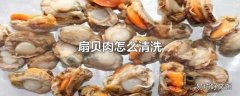 扇贝肉怎么清洗