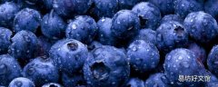 蓝莓可以吃皮的吗