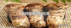 如何保存新鲜松茸