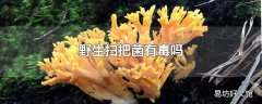 野生扫把菌有毒吗