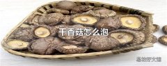 干香菇怎么泡