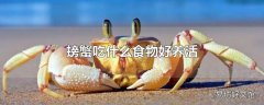 螃蟹吃什么食物好养活