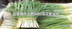 韭菜用什么肥料长得又肥又壮