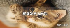 猫尿味怎么去除