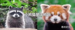 小熊猫是浣熊吗