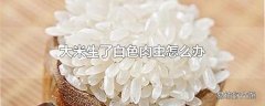 大米生了白色肉虫怎么办