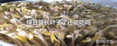 绿豆芽长叶子了还能吃吗