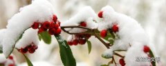 瑞雪兆丰年是几月份的雪