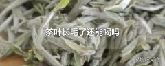 茶叶长毛了还能喝吗