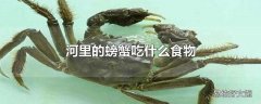 河里的螃蟹吃什么食物