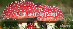 红伞伞,白杆杆,是什么蘑菇