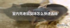 室内死老鼠臭味怎么快速去除