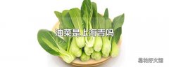 油菜是上海青吗