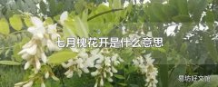 七月槐花开是什么意思