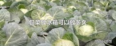 包菜放冰箱可以放多久