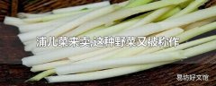 浦儿菜来卖,这种野菜又被称作