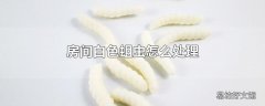 房间白色蛆虫怎么处理