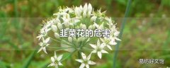 韭菜花的危害