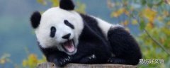 大熊猫被称为什么