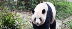 大熊猫的寿命一般是多少岁