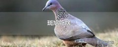 斑鸠吃啥