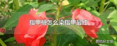 指甲桃怎么染指甲最红