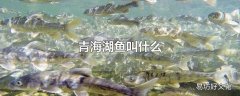 青海湖鱼叫什么