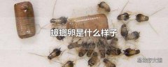 蟑螂卵是什么样子