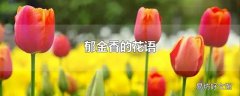 郁金香的花语