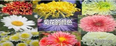 菊花的颜色