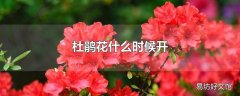 杜鹃花什么时候开