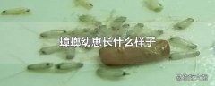 蟑螂幼崽长什么样子