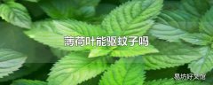 薄荷叶能驱蚊子吗