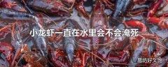 小龙虾一直在水里会不会淹死