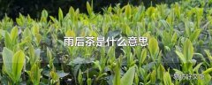 雨后茶是什么意思