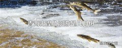 青海湖湟鱼洄游是几月份