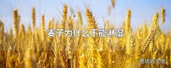 麦子为什么不能淋湿