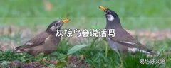 灰椋鸟会说话吗