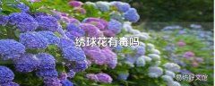 绣球花有毒吗